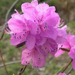 Цветок Рододендрона остроконечного - природный символ города Владивостока